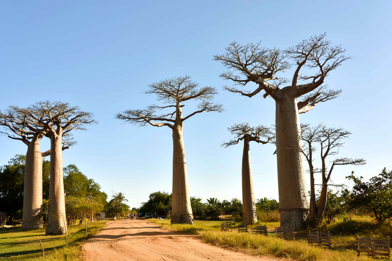 Illustration for article titled Los baobab, árboles milenarios de África, están muriendo (y nadie sabe muy bien por qué)